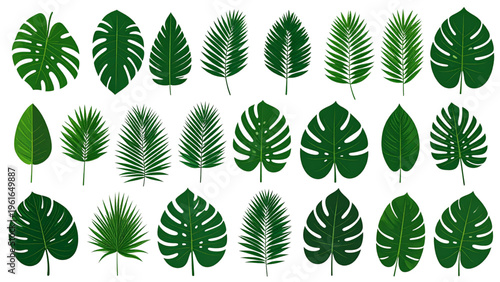 Palm Leaf Vector Collection, Minimal Tropical Botanical Leaves Transparent Background