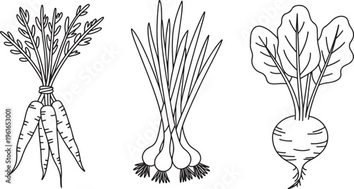 Root vegetables set carrot onion beet hand drawn botanical sketch collection