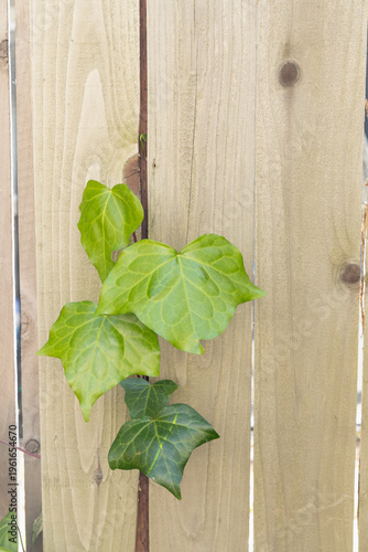 Green Ivy Plant Growing on a Wooden Fence in a Backyard Garden During Daylight Hours in Early Spring