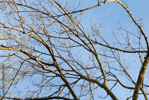 Tree Branches Stretch Against the Blue Sky in Early Spring, Showing Signs of New Growth