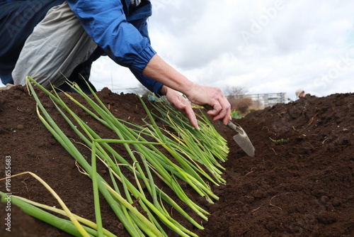 ネギ苗の植え付け