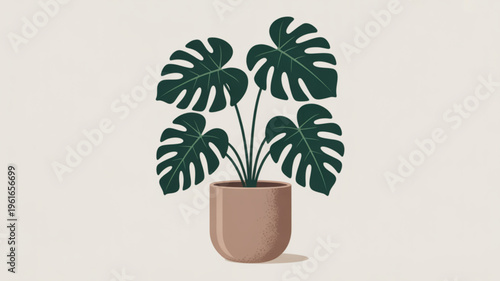 Monstera deliciosa plant in a terracotta pot on a neutral background with large green leaves