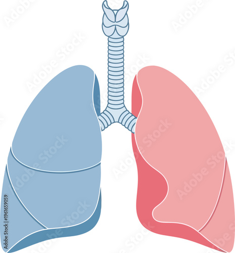 Anatomical illustration of human lungs and trachea, showing the respiratory system.