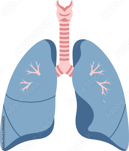 A simplified anatomical illustration of the human respiratory system, showing the blue lungs and the pink trachea and bronchi.