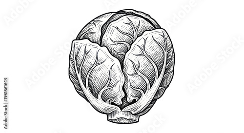 Hand-drawn Brussels Sprouts Illustration - Vintage Sketch Style Vegetable