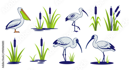 Set of Elegant Water Birds and Reeds - Pelican, Ibis, Wetland Illustration
