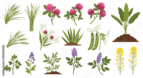 Set of various wild plants, flowers, and crops including clover, peas, grass, and flowering herbs in a detailed botanical illustration.