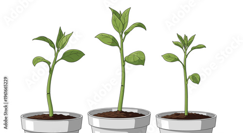 Three stages of a green plant's growth from a small sprout to a taller seedling in gray ceramic pots on white.