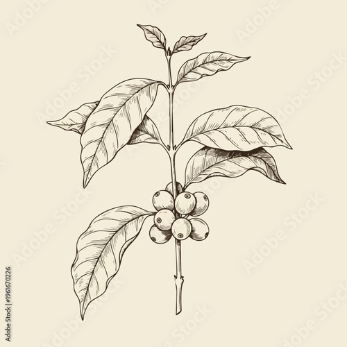 Vintage botanical illustration of a coffee plant branch with leaves and ripening berries on a light background for graphic design