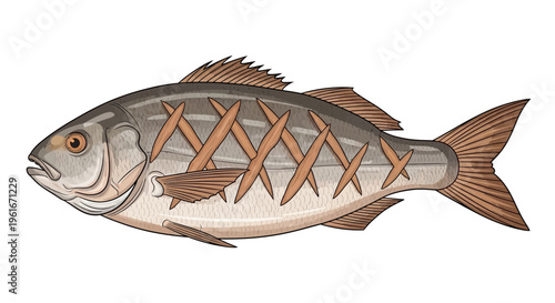 Illustration of a Sea Bream fish with crosshatch pattern on white background