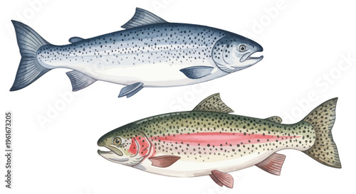 Two Salmon and Trout Fish Illustration on White Background