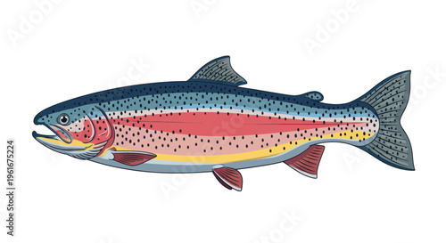 Rainbow Trout Fish Illustration - Aquatic Wildlife and Fishing Concept