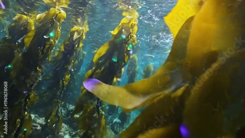 Underwater kelp forest undulates in sunlight with yellow-brown fronds and purple light orbs