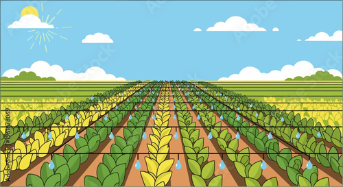 A wide agricultural field with rows of green and yellow crops under a blue sky, featuring a drip irrigation system watering the plants.