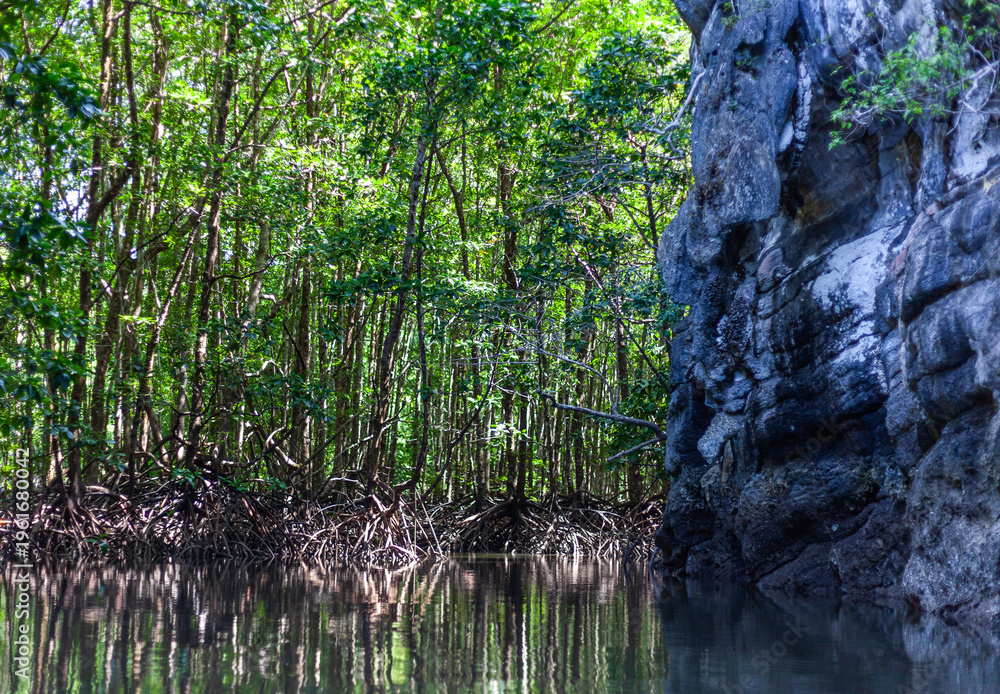 Obraz premium Koh Tarutao, Thailand. Kayaking through mangroves in a tropical marine park. Lush greenery and rocky shoreline.