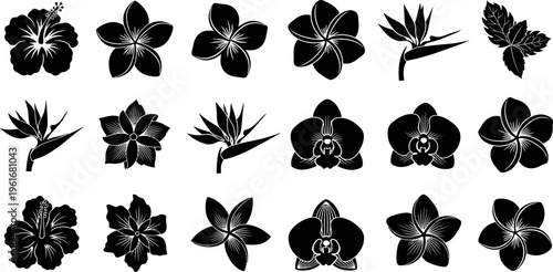 Black silhouette floral collection hibiscus plumeria orchid bird of paradise