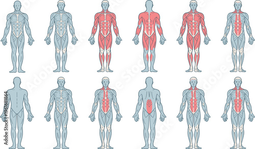 Male anatomical body diagrams showing human muscular system highlighting core and back muscles for medical education fitness training and healthcare information