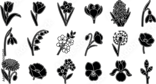 Collection of black and white flower on white background tulip daffodil crocus