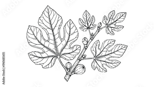 Detailed black and white drawing of a fig branch with leaves and fruits