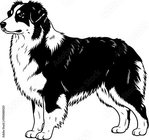 Australian Shepherd dog silhouette vector illustration