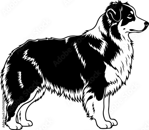 Australian Shepherd dog silhouette vector illustration