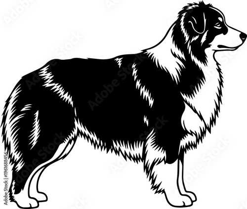 Australian Shepherd dog silhouette vector illustration