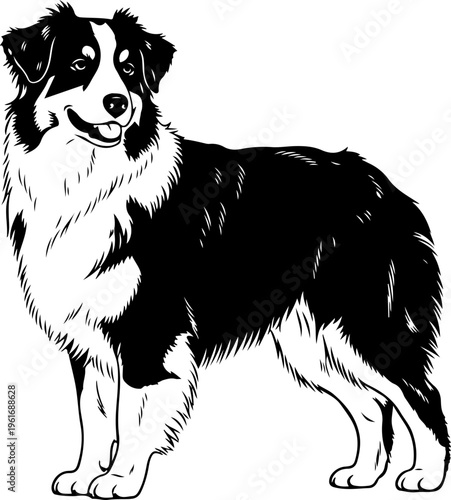 Australian Shepherd dog silhouette vector illustration