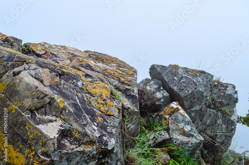 The tree grows on a rock covered in mist.