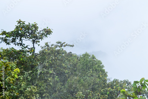 Trees in a forest shrouded in mist.