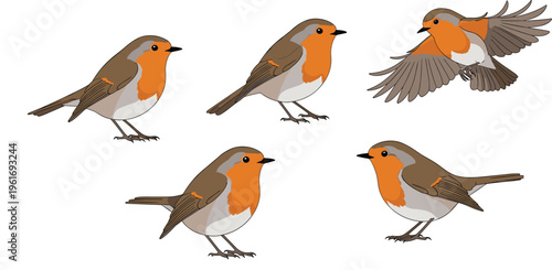 European robin bird set in different poses including flying and standing, detailed wildlife vector illustration isolated on light background for nature design