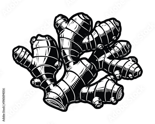 An intricate vector of a ginger root with textures and shading