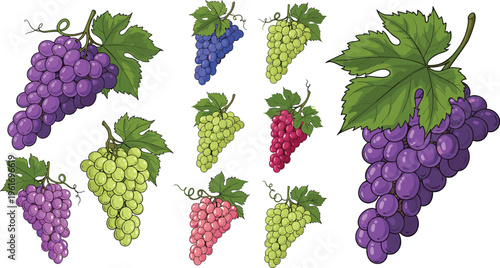 Realistic grapes collection with various bunches in green, purple, and red colors, detailed vineyard fruit vector illustration with leaves for organic food design