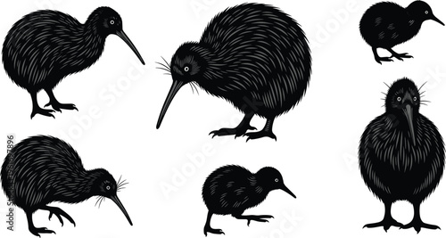 Kiwi bird illustration set, detailed black vector silhouettes of New Zealand flightless birds isolated on white background for wildlife design