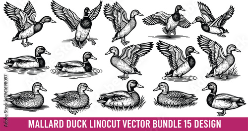 Mallard duck linocut vector bundle, detailed black and white engraving style illustration set of flying and swimming waterfowl isolated on white background