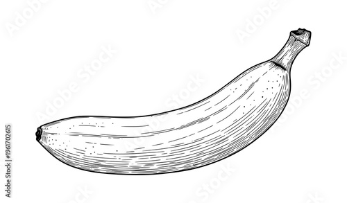 Hand drawn banana fruit sketch black and white isolated realistic botanical vector illustration