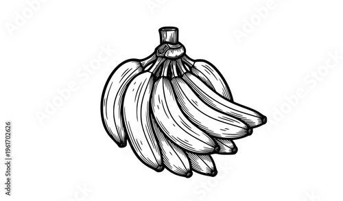 Banana bunch black white vintage engraving style fruit sketch isolated vector illustration