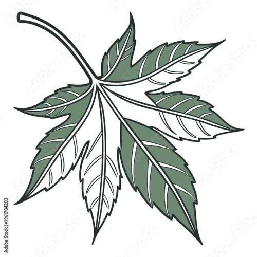 A green leaf with white veins