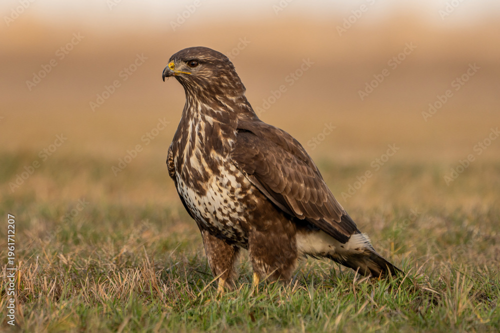 Obraz premium Common Buzzard.