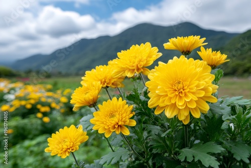 Yellow chrysanthemums blooming in a mountain landscape