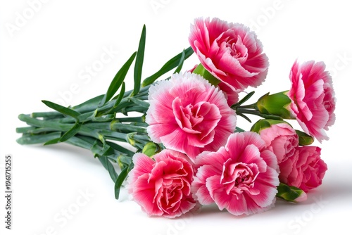 Pink carnations bouquet lying on white background