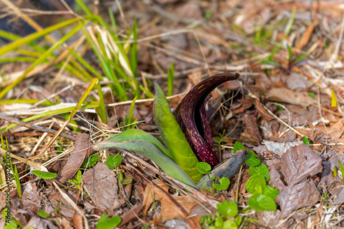  Eastern skunk cabbage (Symplocarpus foetidus)
 native plant of eastern north America. Used as a medicinal plant and magical talisman by various tribes of native Americans.

