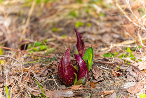  Eastern skunk cabbage (Symplocarpus foetidus)
 native plant of eastern north America. Used as a medicinal plant and magical talisman by various tribes of native Americans.
