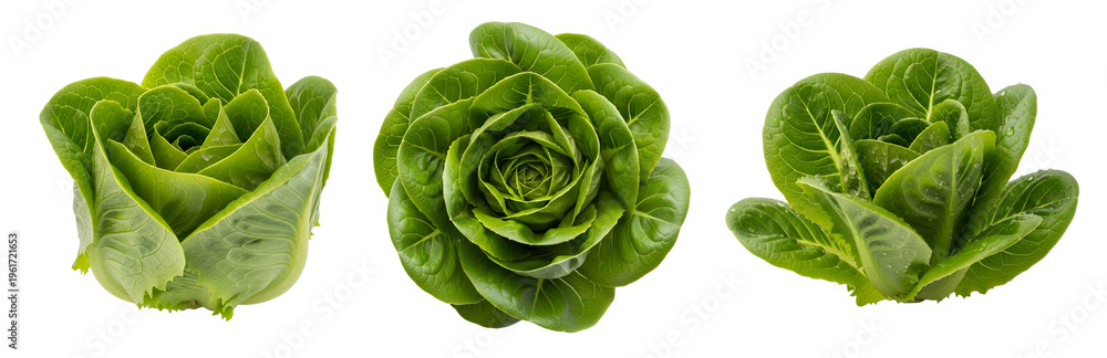 Fototapeta premium Three vibrant lettuce heads on transparent background