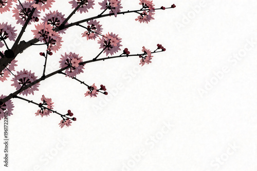 cherry blossom in japan