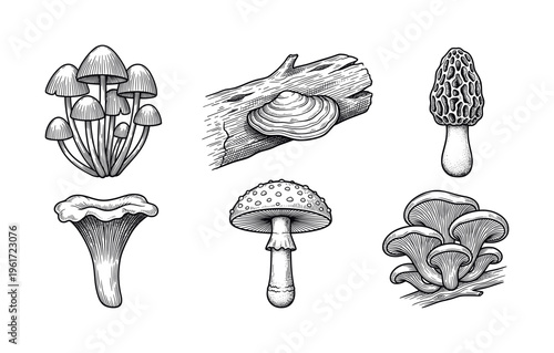 A set of six detailed, hand-drawn mushroom illustrations in a vintage engraving style. Perfect for botanical, food, or nature-themed designs and educational materials.