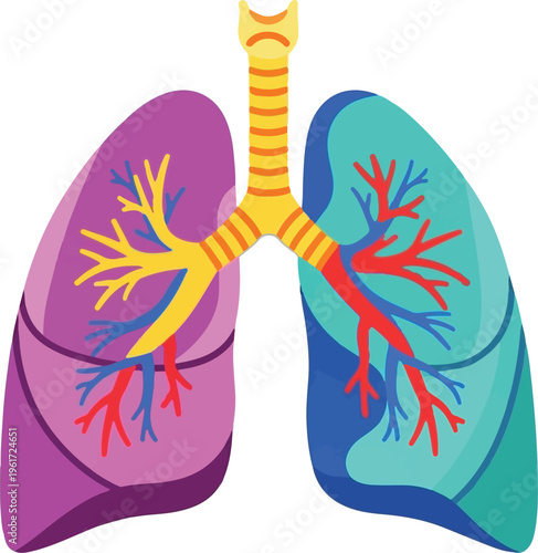 Anatomical illustration of human lungs featuring colorful bronchial trees and pulmonary vessels