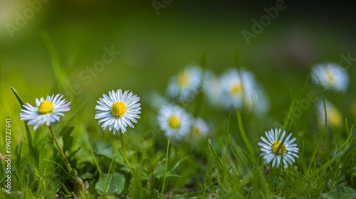 shallow. Fresh daisies scattered on soft green grass with vibrant colors and natural daylight. gardening catalogs, home-decor guides, designed for home decor and floral branding.
