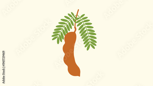 Ripe brown tamarind pod hanging from a branch with small green pinnate leaves against a light cream background.