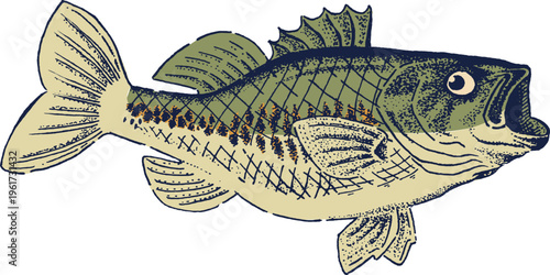 Classic vintage illustration of a freshwater fish, showcasing the beauty and natural essence of aquatic life in a timeless artistic style