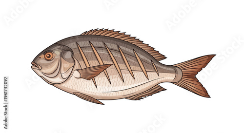 Seabream fish illustration, isolated on white background